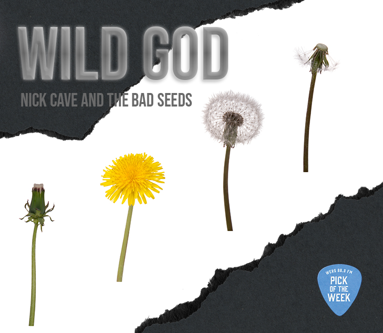Graphics that look like a grey backround white a stripe of ripped white paper overlayed in the middle. In the white part, there are dandelions in every stage of their lifecycle. Light grey text reads: Wild God, Nick Cave and the Bad Seeds. A light blue guitar pick in the bottom right corner reads: "WERS 88.9 FM Pick of the Week"