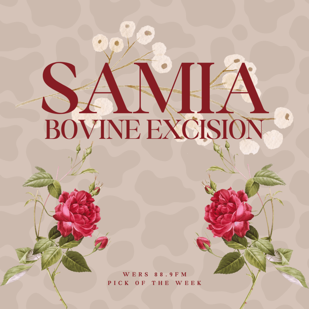 Two red flowers and one white poppy lay across a cowprint background. Velvet text reads "Samia," "Bovine Excision," and WERS 88.9 pick of the week."